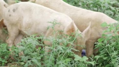 The Art of Grazing - A Close-up Look at Cattle and Their Natural Habitat