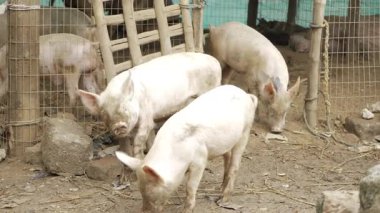 Scenic Swine - A Wholesome Look Inside a Pig Pen