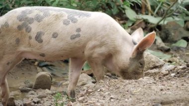 A Close-Up of a Pig's Life - A Journey Through the Wild