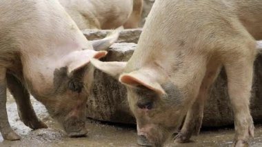 Discovering the Unique Bond Between Pigs and Their Rocks