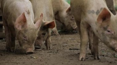 Intriguing Porkers - A Close-up Look at Two Pigs in Their Natural Habitat