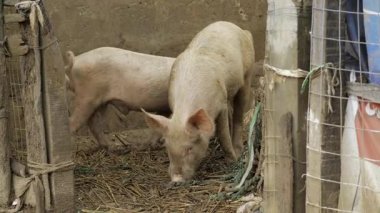 Pig Enrichment - The Key to Healthy Swine