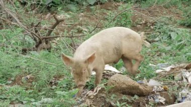 Scavenging Swine - A Journey into the Pig's World of Trash