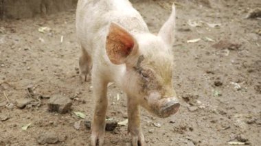 Curious and Cute - A Pint-sized Pig's Adventure in the Wild