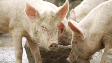 Fierce Pig Battling for Dominance