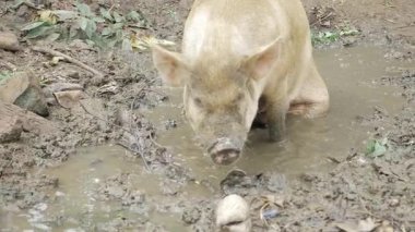 Adventurous Swim - A Pig's Journey in the Wild