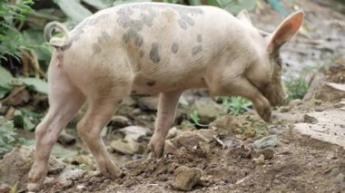 Wild Pig's Search - A Journey Through the Ragged Rocks