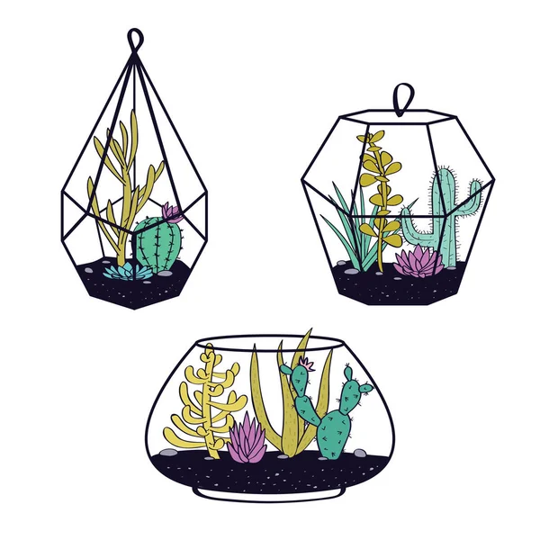 Set vectorial con cactus coloridos y suculentas en terrarios. Ilustración con plantas caseras en estilo escandinavo . — Vector de stock