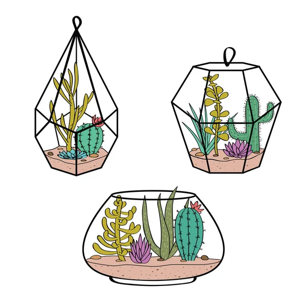 Set vectorial con cactus coloridos y suculentas en terrarios. Ilustración con plantas caseras en estilo escandinavo . — Vector de stock