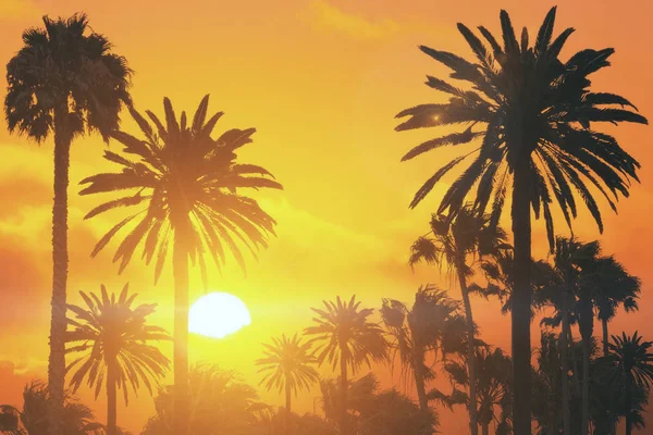 Концепція Свободи Літнім Золотим Заходом Сонця Пальмами Візуалізація — стокове фото