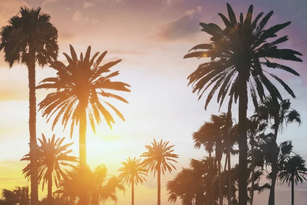 Heaven Concept Summer Sunset Palm Trees Rendering — Stock Photo, Image