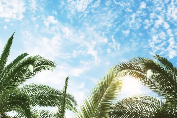 Paradis Avec Des Palmiers Ciel Bleu Avec Des Nuages Blancs — Photo