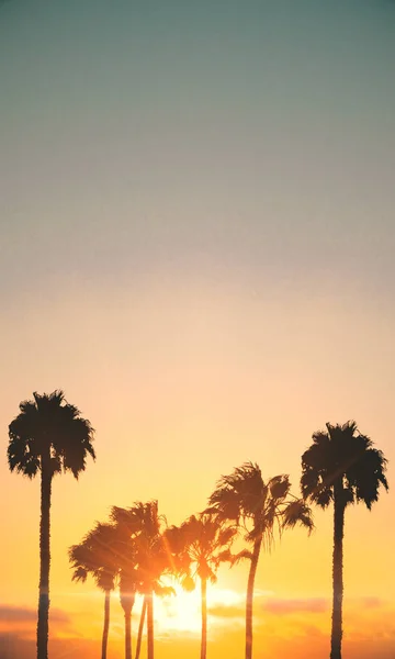 Kreativa Palm Tree Sunset Himmel Bakgrund Holiday Koncept — Stockfoto