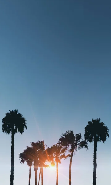 Criativa Palmeira Pôr Sol Céu Papel Parede Conceito Férias — Fotografia de Stock