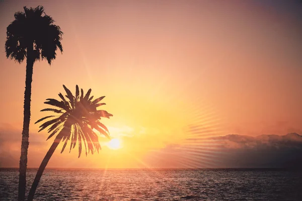 Coucher Soleil Créatif Fond Plage Avec Des Palmiers — Photo