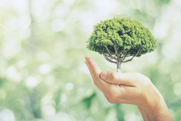 Męskiej Ręki Trzymającej Drzewa Tle Rozmazany Zielony Odkryty Bokeh Eco — Zdjęcie stockowe