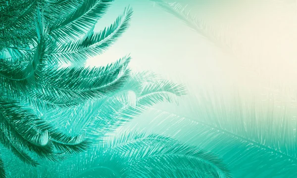 Creative palm tree backdrop — Stock Photo, Image