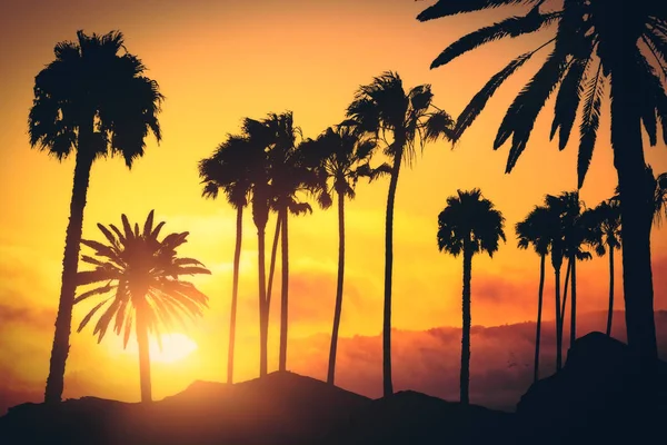 Creatieve achtergrond verlichte palmen — Stockfoto