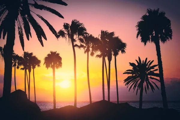 Mooie verlichte palmen achtergrond — Stockfoto
