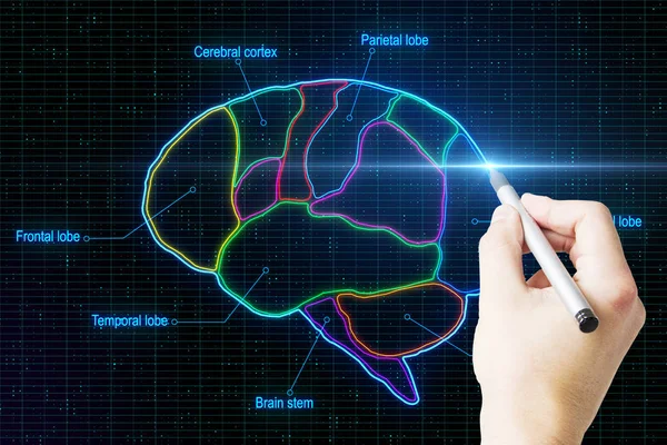 Main d'homme avec dessin au stylo cerveau humain numérique dévié par des lobes à fond abstrait . — Photo