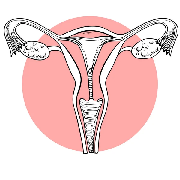 Vector Illustration Female Reproductive System Uterus Ovaries — Stock Vector