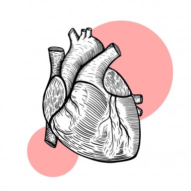 Vektör illüstrasyon. İnsan kalbi.
