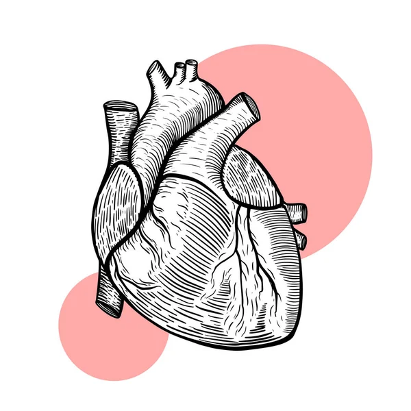 Illustrazione Vettoriale Cuore Umano — Vettoriale Stock