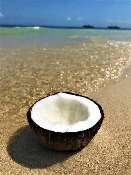 stock image Coconut enjoying the sunny weather, white sand beach and refreshing waves of the Indian Ocean. 