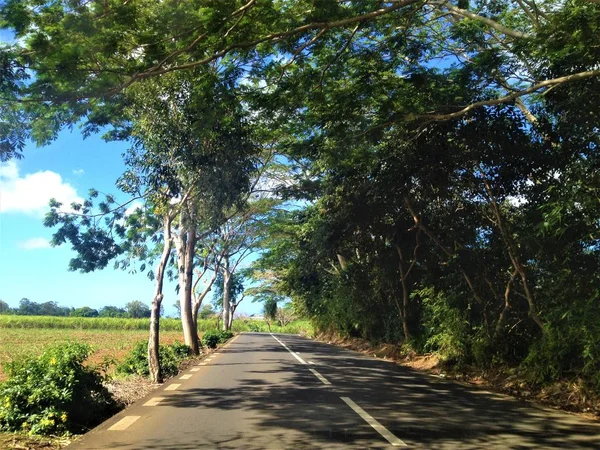 Heading Road Surrounded Green Tropical Forest Sunny Beautiful Day — Stock Photo, Image