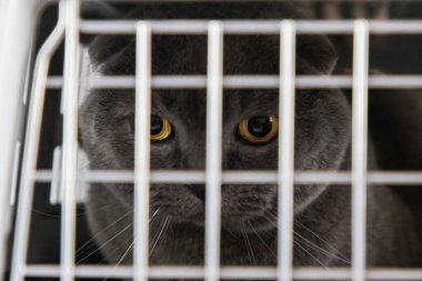 Gri İskoç kedisi kutudan kameraya bakıyor.