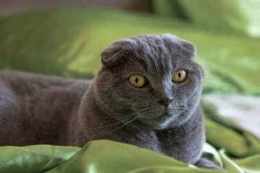 Yeşil battaniyeli şirin İskoç kedisi. Faiziyle birlikte.