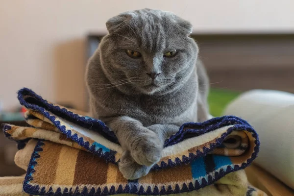 安静的苏格兰折叠猫躺在一堆毛毯上 看上去像只猫 图库照片
