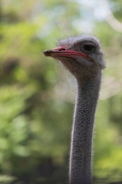 Uzun boyunlu, uzun kirpikli ve kırmızı gagalı devekuşunun yan portresi Promosyon metni Struth io Camelus