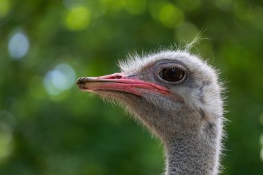 Devekuşu kafası arka planı bulanık detaylı portreyi kapat Struth io camelus