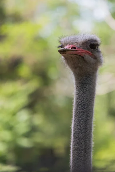 Retrato Avestruz Peludo Divertido Cerca Con Cuello Largo Pestañas Largas — Foto de Stock