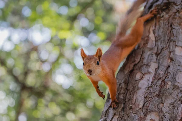 Close Portret Van Nieuwsgierige Euroaziatische Rode Eekhoorn Boomstam Zomer Bos — Stockfoto