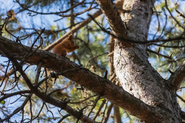 Komik Avrupai Kızıl Sincap Çam Ağacının Dalında Oturuyor Açık Havada — Stok fotoğraf