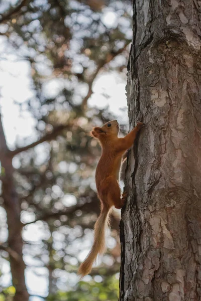 Avrasya Kızıl Sincabı Yazın Ağaçlık Alanda Ağaçların Arasında Koşuyor — Stok fotoğraf