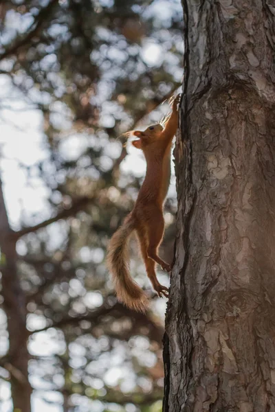 Avrasya Kırmızı Sincabı Yazın Ağaçlık Alanda Ağaçların Arasında Koşarken — Stok fotoğraf
