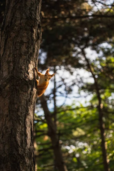 Neugieriges Euroasiatisches Rotes Eichhörnchen Sitzt Auf Der Seite Des Baumstammes — Stockfoto