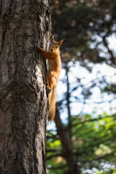 Nieuwsgierige Euroaziatische Rode Eekhoorn Knuffelen Boomstam Kijken Camera Zomer Bos — Stockfoto