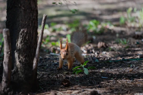 Ardilla Roja Euroasiática Parada Suelo Mirando Cautelosamente Parque Verano — Foto de Stock