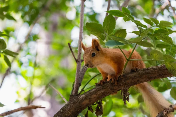 Nahaufnahme Porträt Eines Roten Eichhörnchens Das Über Das Laub Blickt — Stockfoto