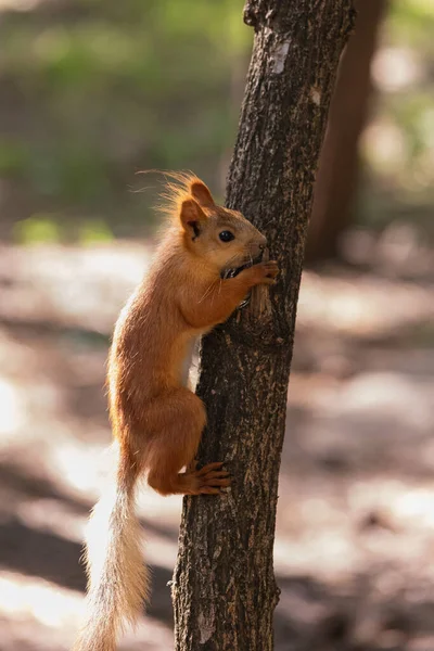 Curiosa Ardilla Roja Asomándose Detrás Tronco Árbol Parque Forestal Verano — Foto de Stock