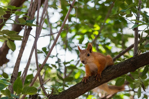 Nieuwsgierige Rode Eekhoorn Kijkt Camera Terwijl Hij Tak Van Boom — Stockfoto