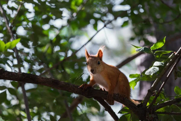 Ardilla Roja Divertida Retroiluminada Sentada Una Pequeña Rama Árbol Mirando — Foto de Stock