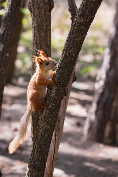 Funny Euroasian Red Squirrel Looking Looking Away While Sitting Tiny — Stock Photo, Image