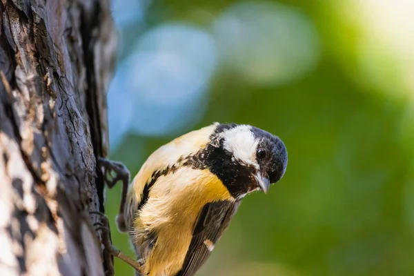 Close Portrait Tit Bird Sitting Tree Trunk Woodland Park Outdoors — Stockfoto