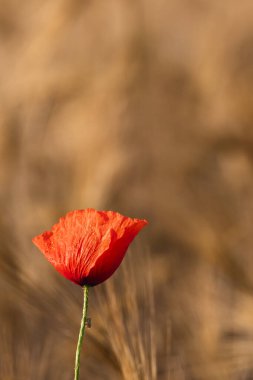 Bir buğday tarlasının arka planında yalnız haşhaş - dikey yakın, yaz