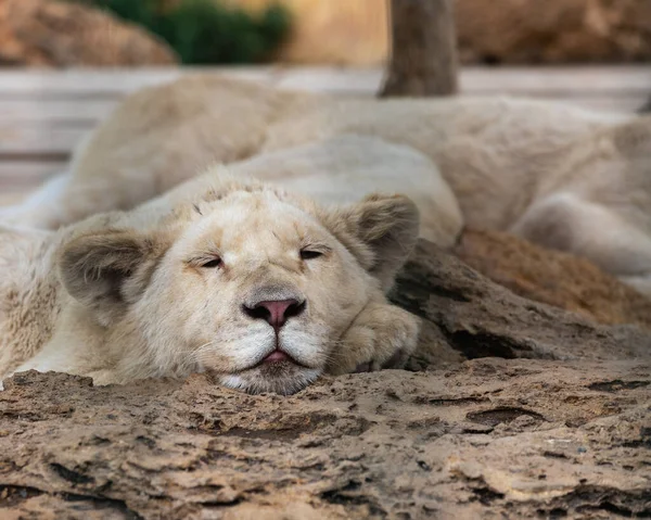 Ett Sömnigt Vitt Lejon Med Trånga Ögon Ligger Klippa Och — Stockfoto